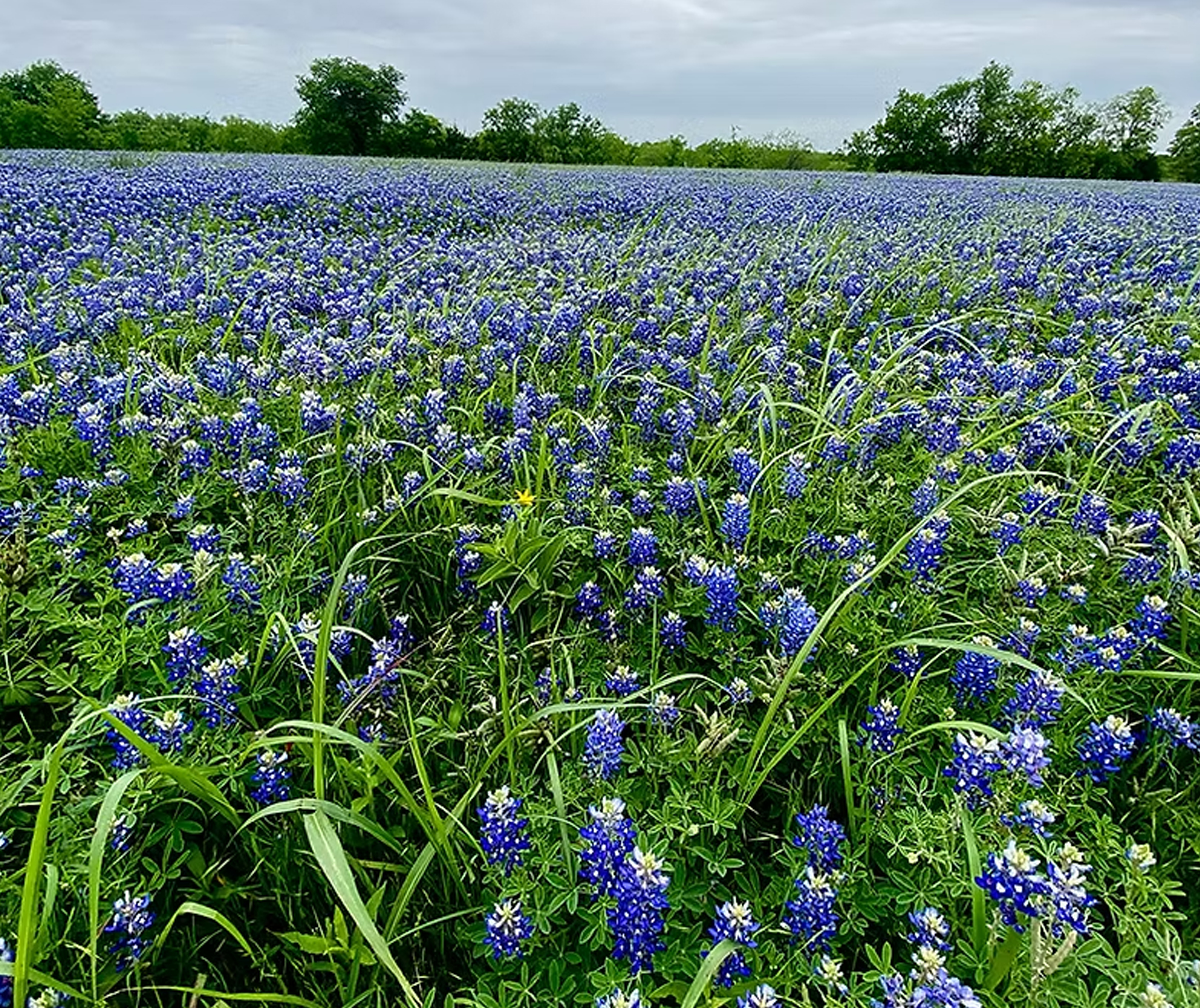 Ennis Bluebonnet Trails Festival